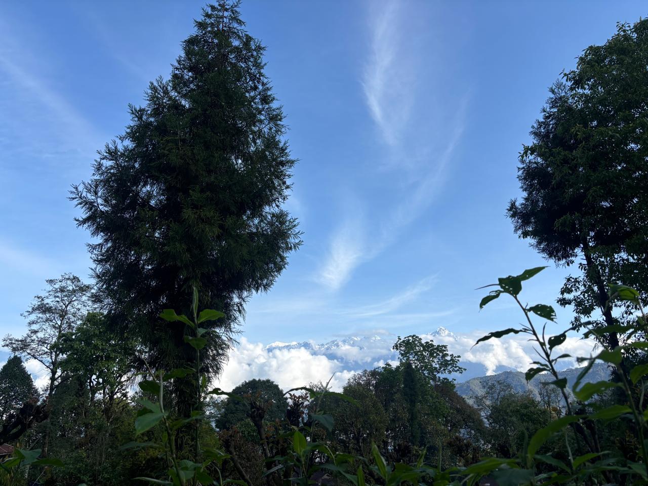 Snow-capped Himalayan peaks through forest trees at Kewzing Sikkim