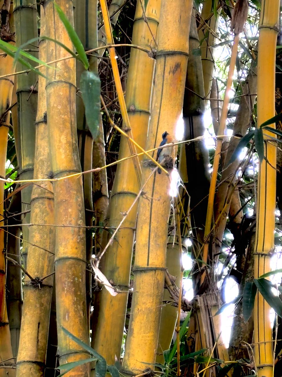 A small bird with an orange breast and dark blue back among golden bamboo stems