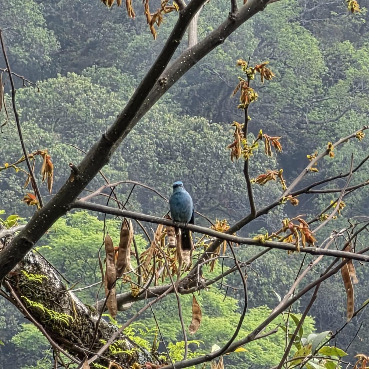 A powder-blue bird perched on a bare branch with the forested valley behind