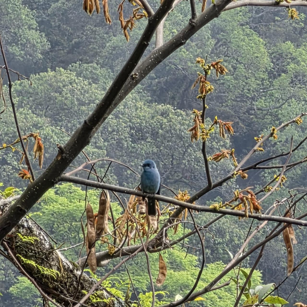 The powder-blue bird up close on the branch, facing the camera