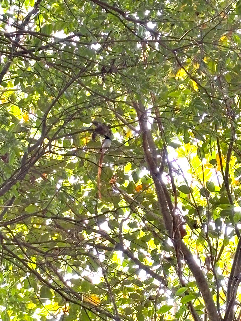 A bird with a long chestnut tail half-hidden in the sunlit canopy