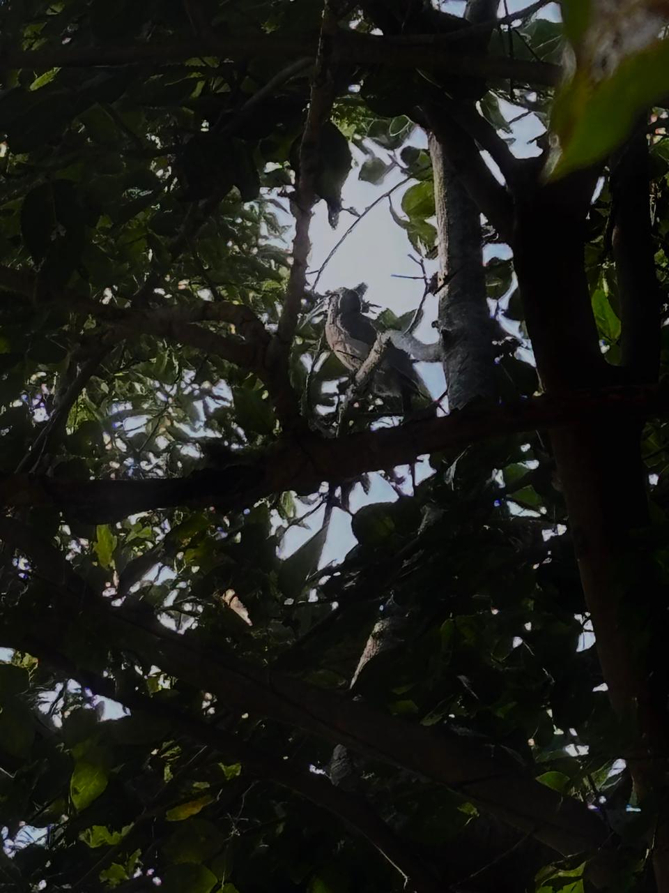 A bird silhouetted against the sky in the dense dark canopy