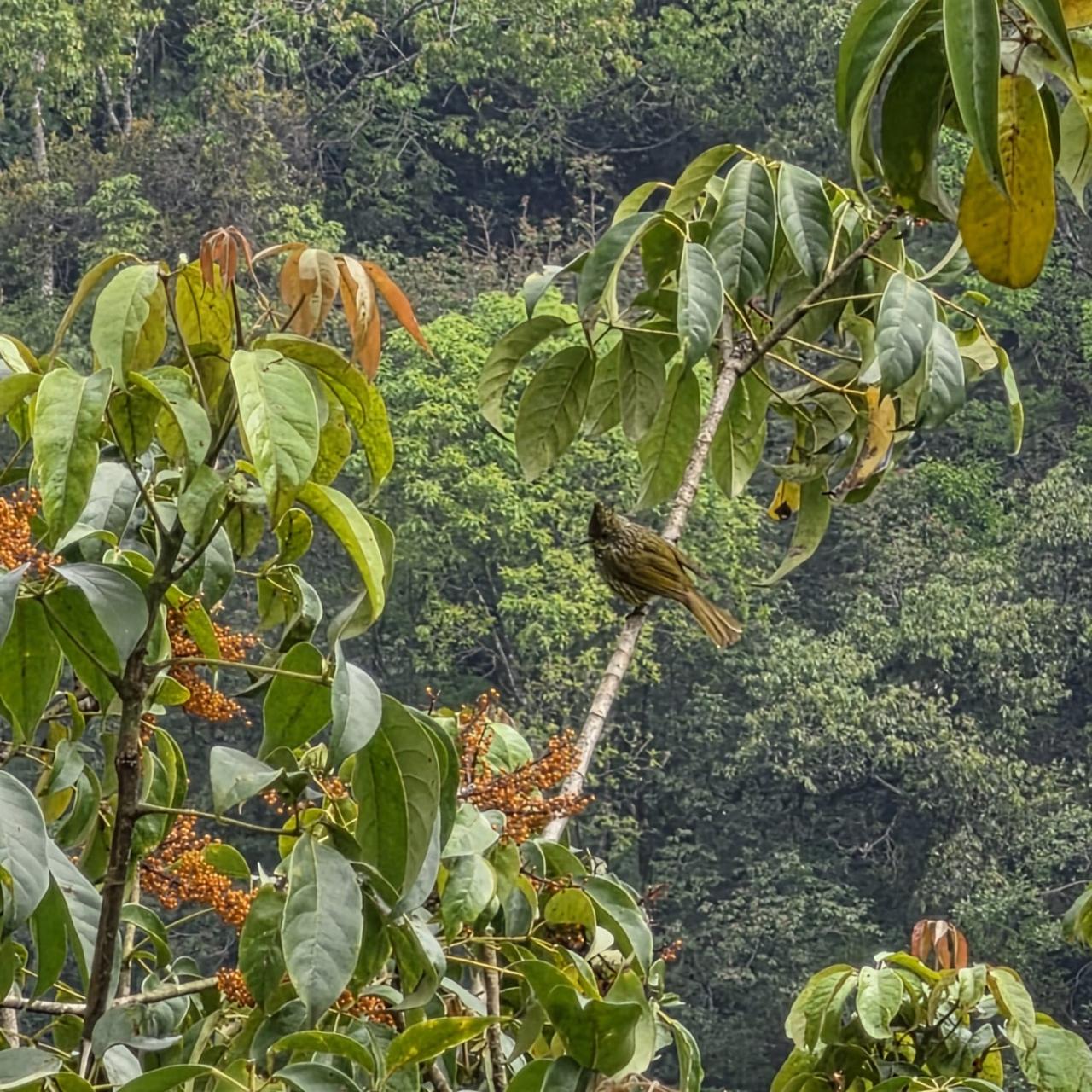 A streaked crested bird perched on a slim branch beside sprays of orange berries