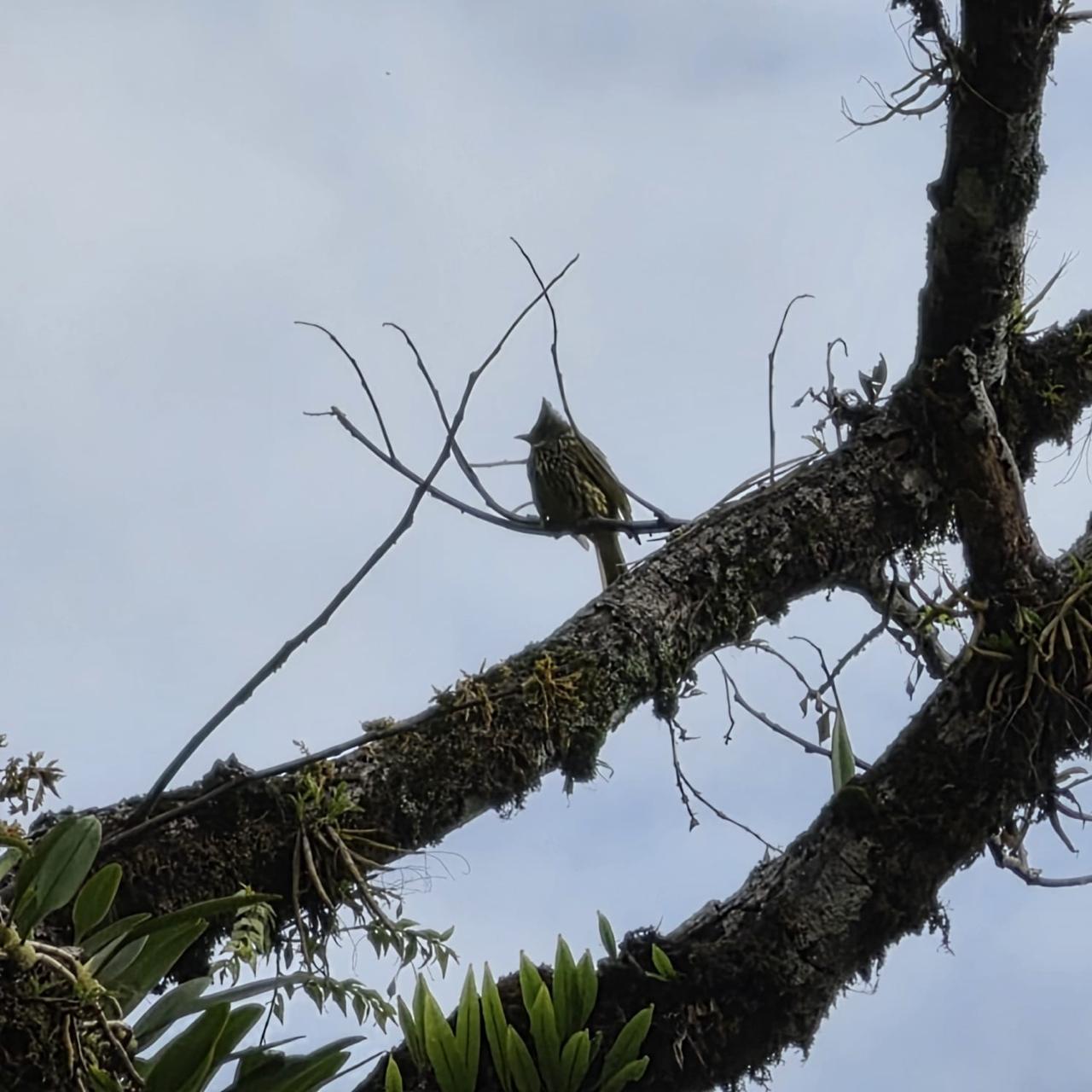 A crested bird silhouetted on a mossy branch against a pale sky
