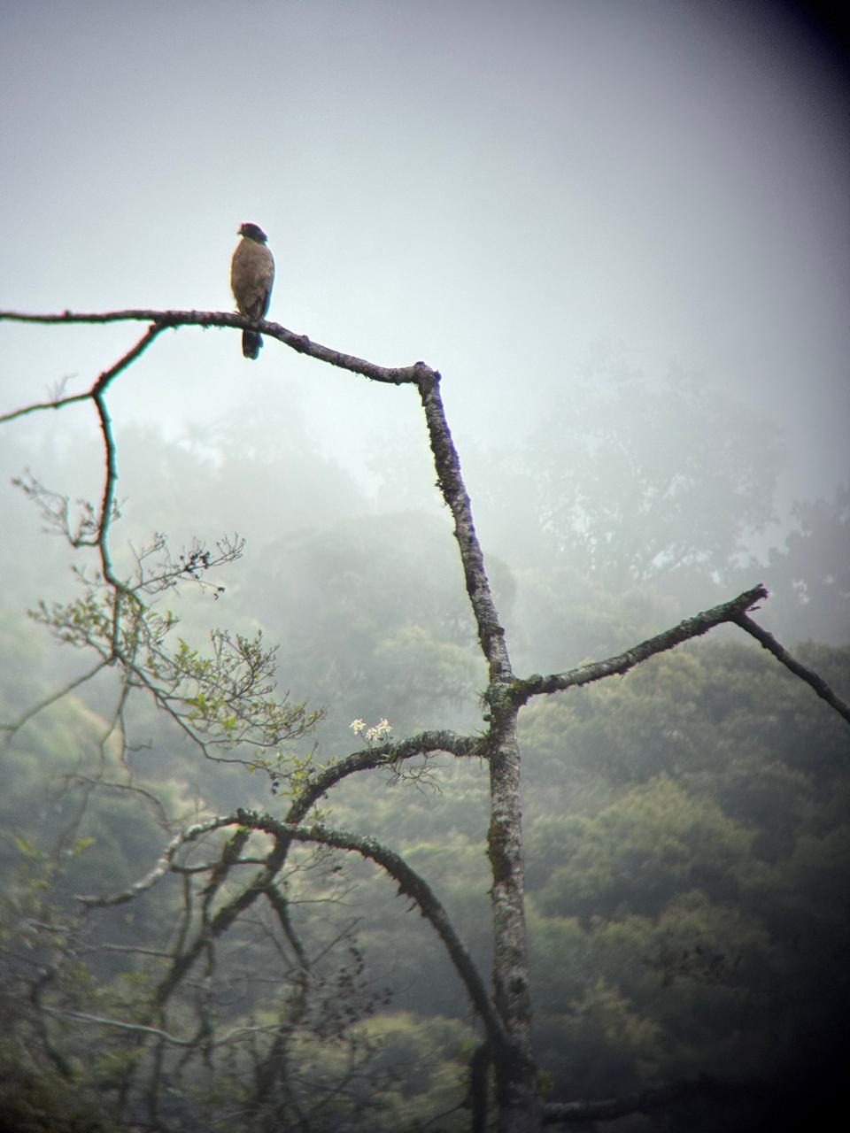A raptor perched on a bare mossy branch above the misty forest at Kewzing