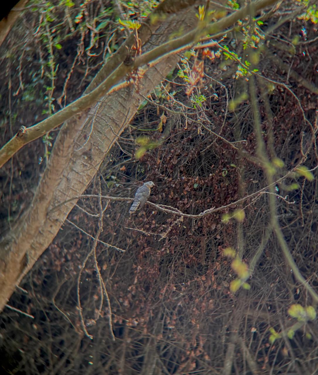 A grey bird perched on a branch, seen through the spotting scope