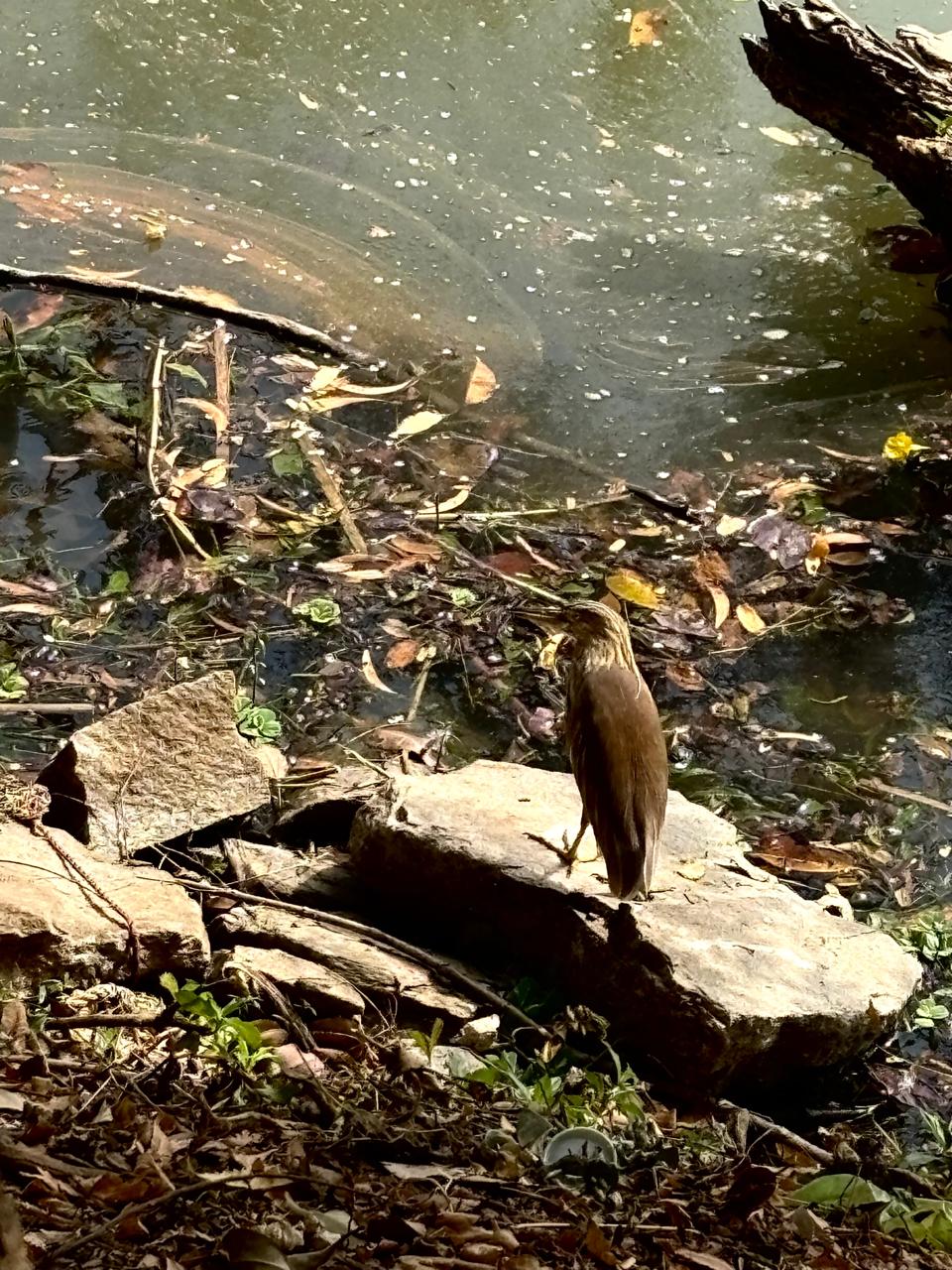 Birding at Kabini